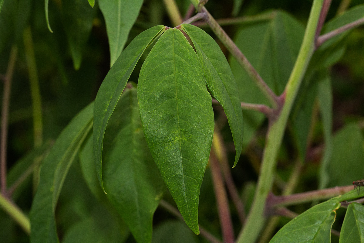 Crotalaria becquetii subsp. turgida