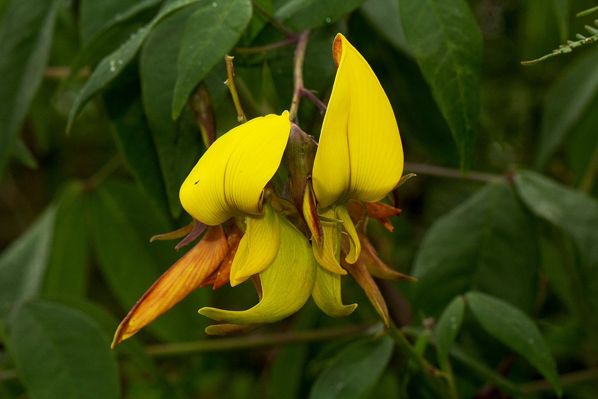 Crotalaria becquetii subsp. turgida Crotalaria becquetii subsp. turgida