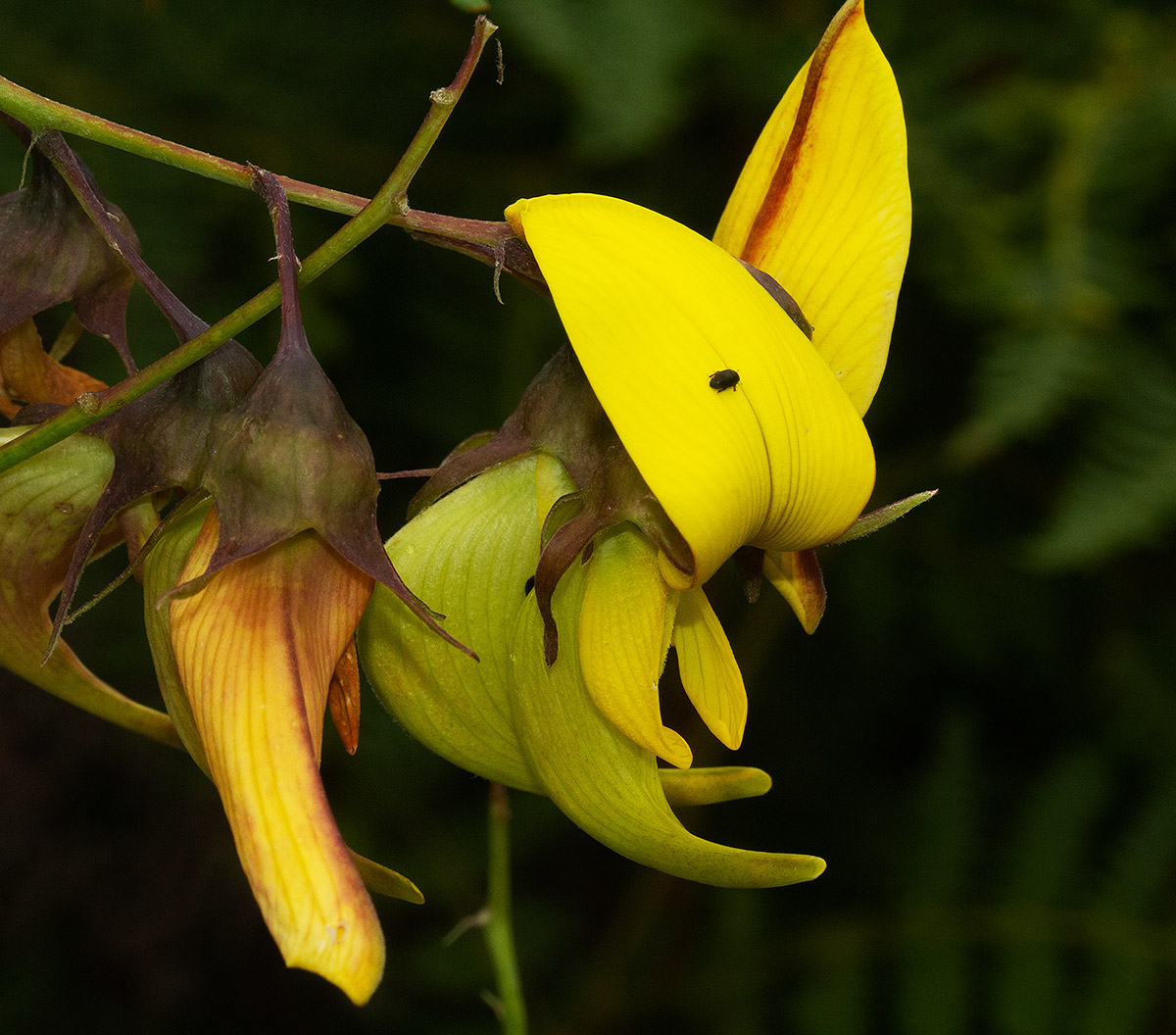Crotalaria becquetii subsp. turgida Crotalaria becquetii subsp. turgida