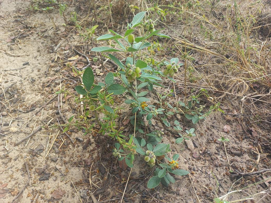 Crotalaria densicephala Crotalaria densicephala