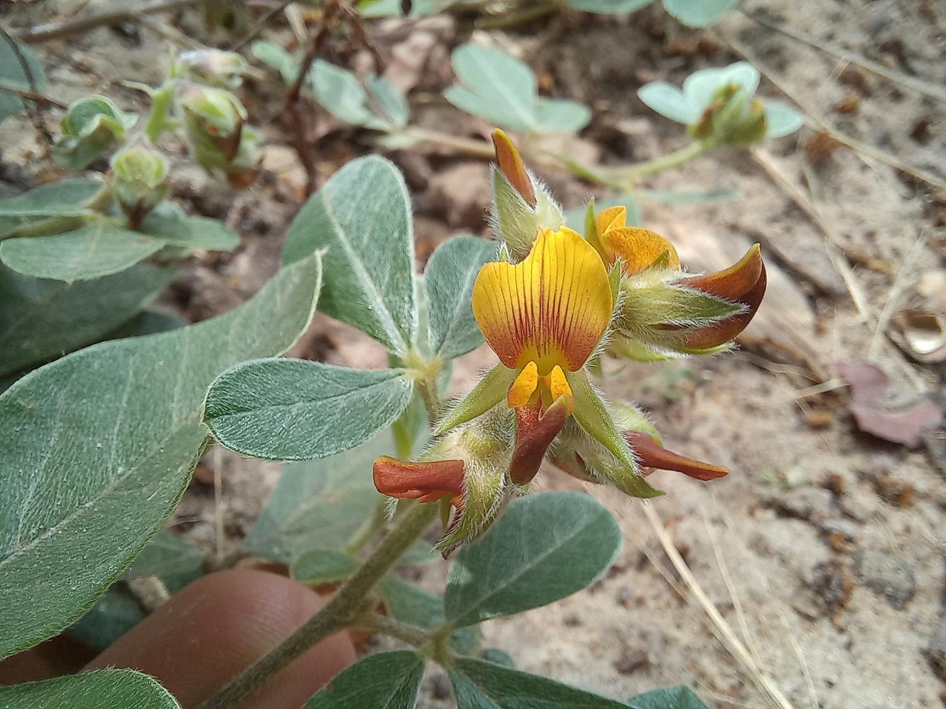 Crotalaria densicephala Crotalaria densicephala