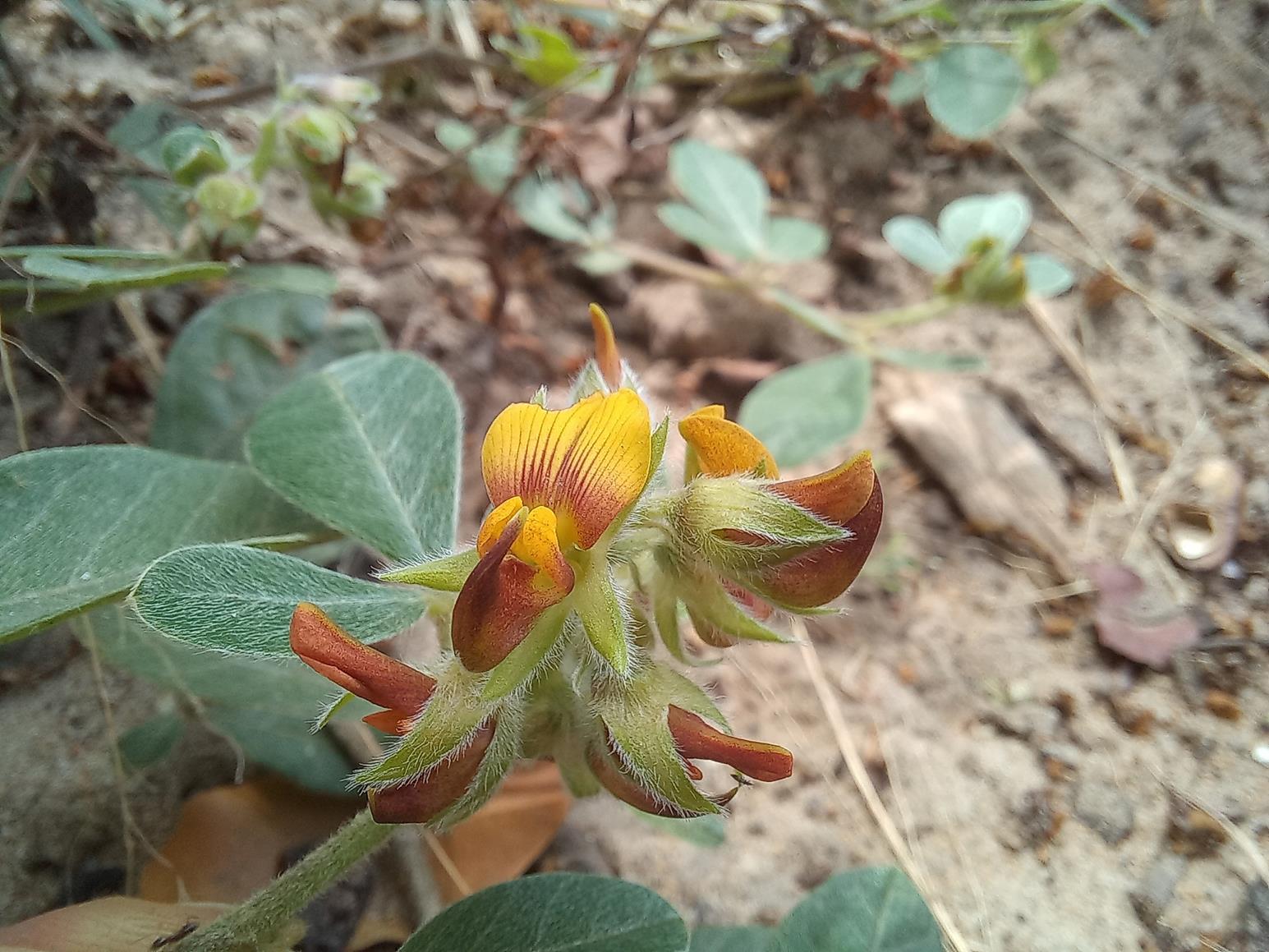 Crotalaria densicephala Crotalaria densicephala