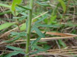 Crotalaria lukafuensis