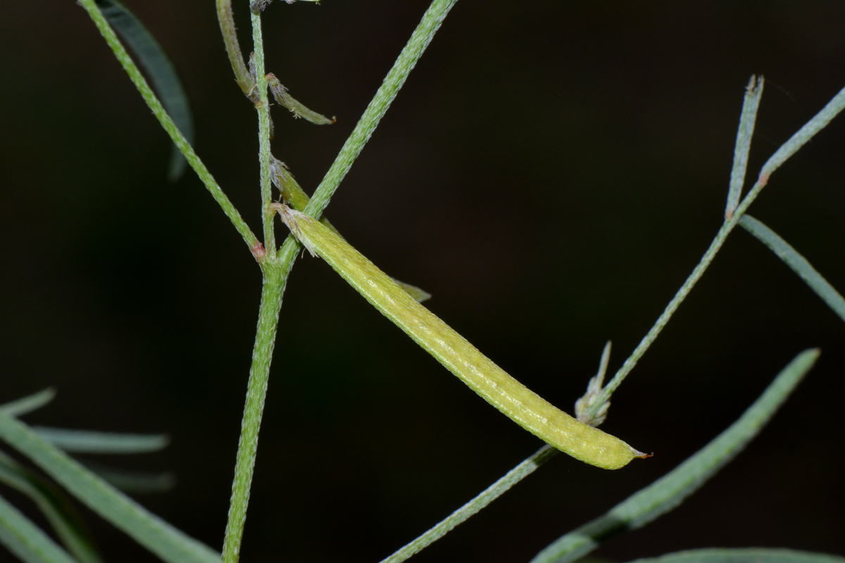 Indigofera charlieriana subsp. sessilis var. sessilis