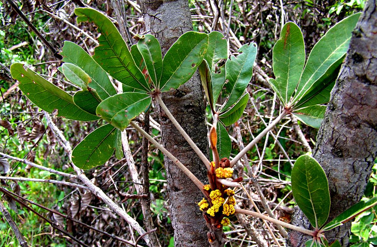 Oldfieldia dactylophylla