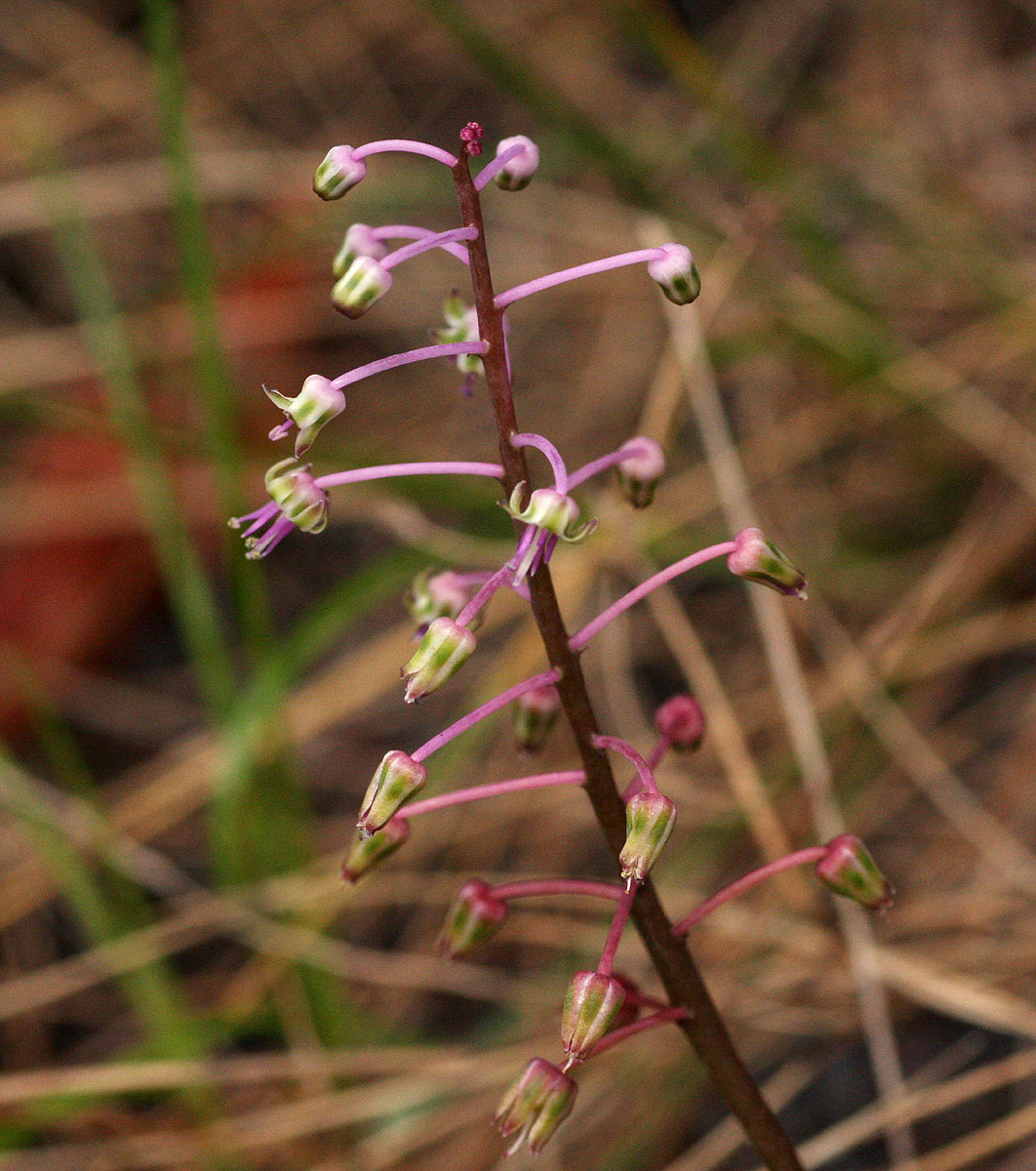 Ledebouria Unidentified sp. no2.