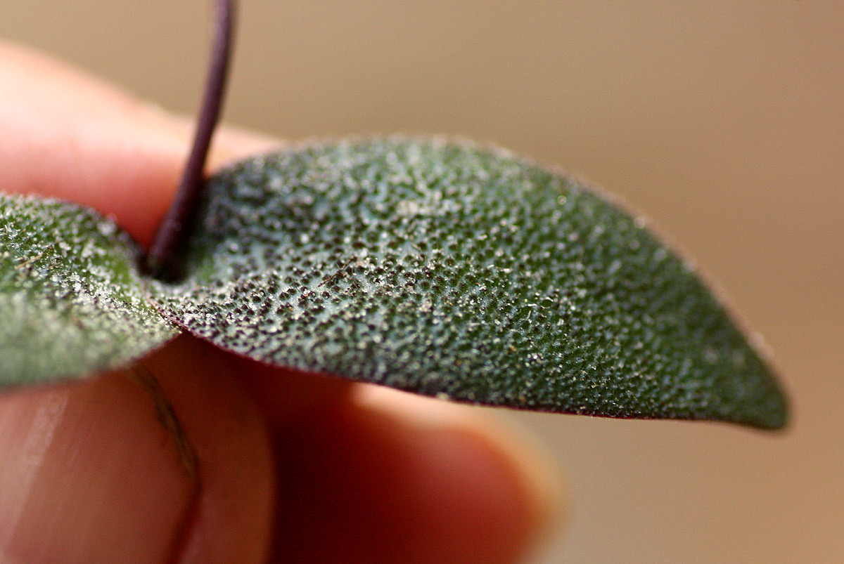 Ledebouria Unidentified sp. no2.