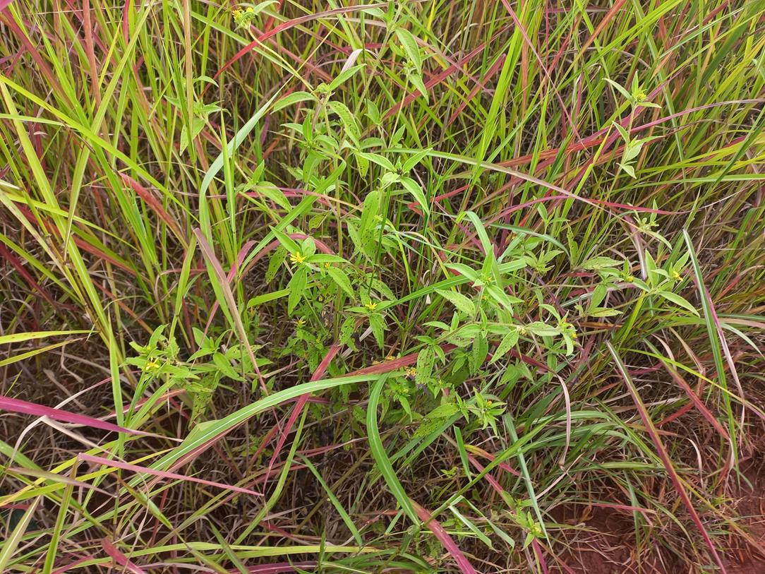 Aspilia helianthoides subsp. ciliata