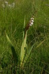 Gladiolus crassifolius 