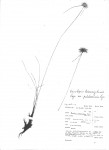 Ascolepis lineariglumis var. pulcherrima