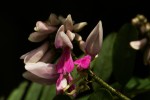 Indigofera roseo-caerulea