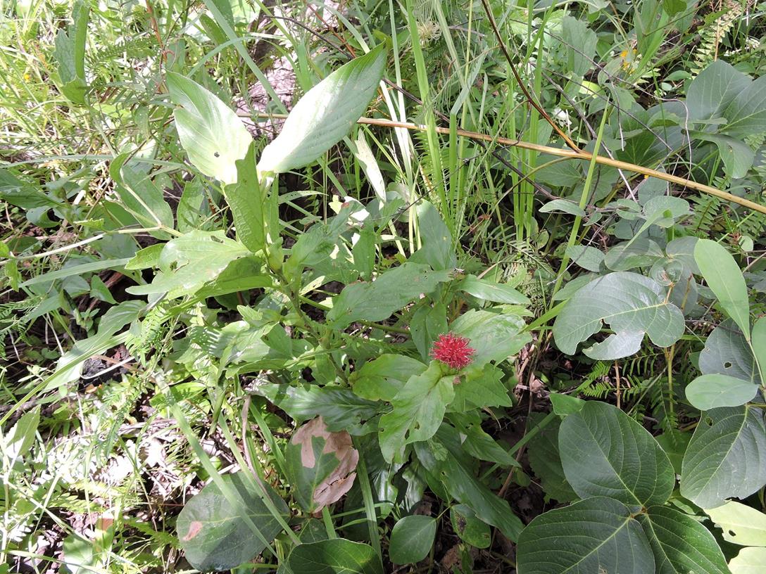 Pleiotaxis dewevrei Pleiotaxis dewevrei