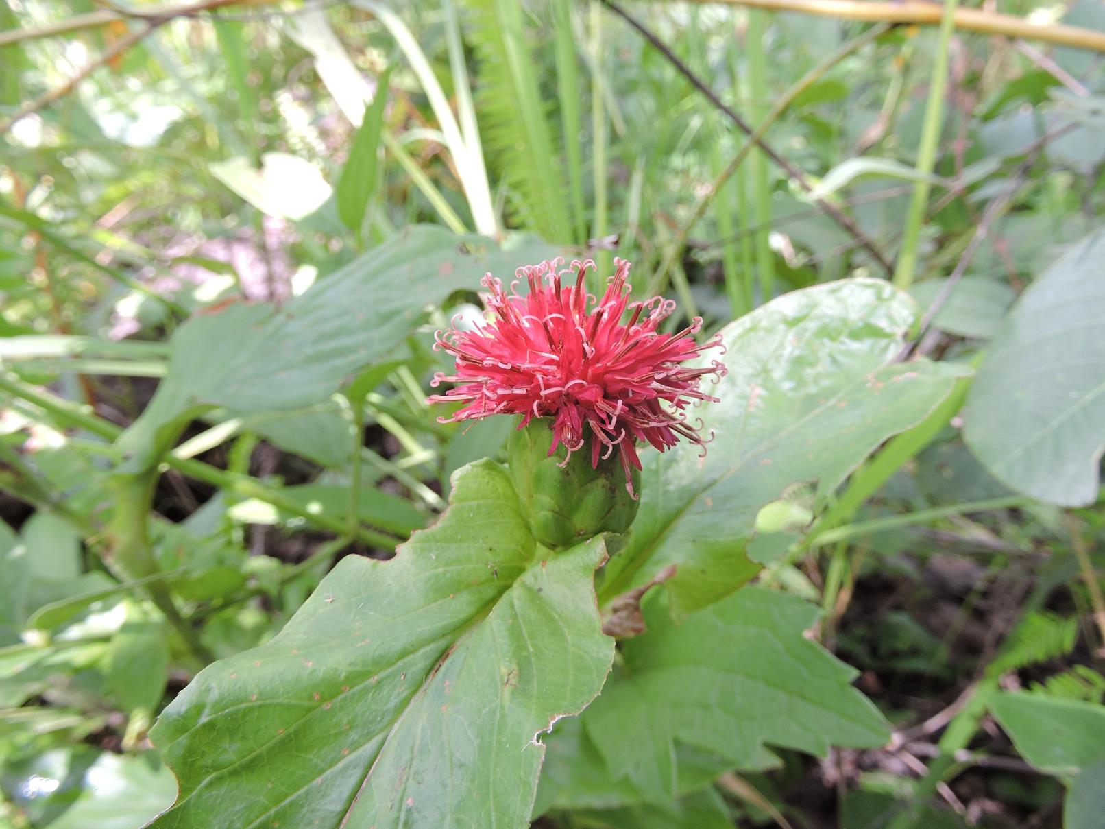 Pleiotaxis dewevrei Pleiotaxis dewevrei