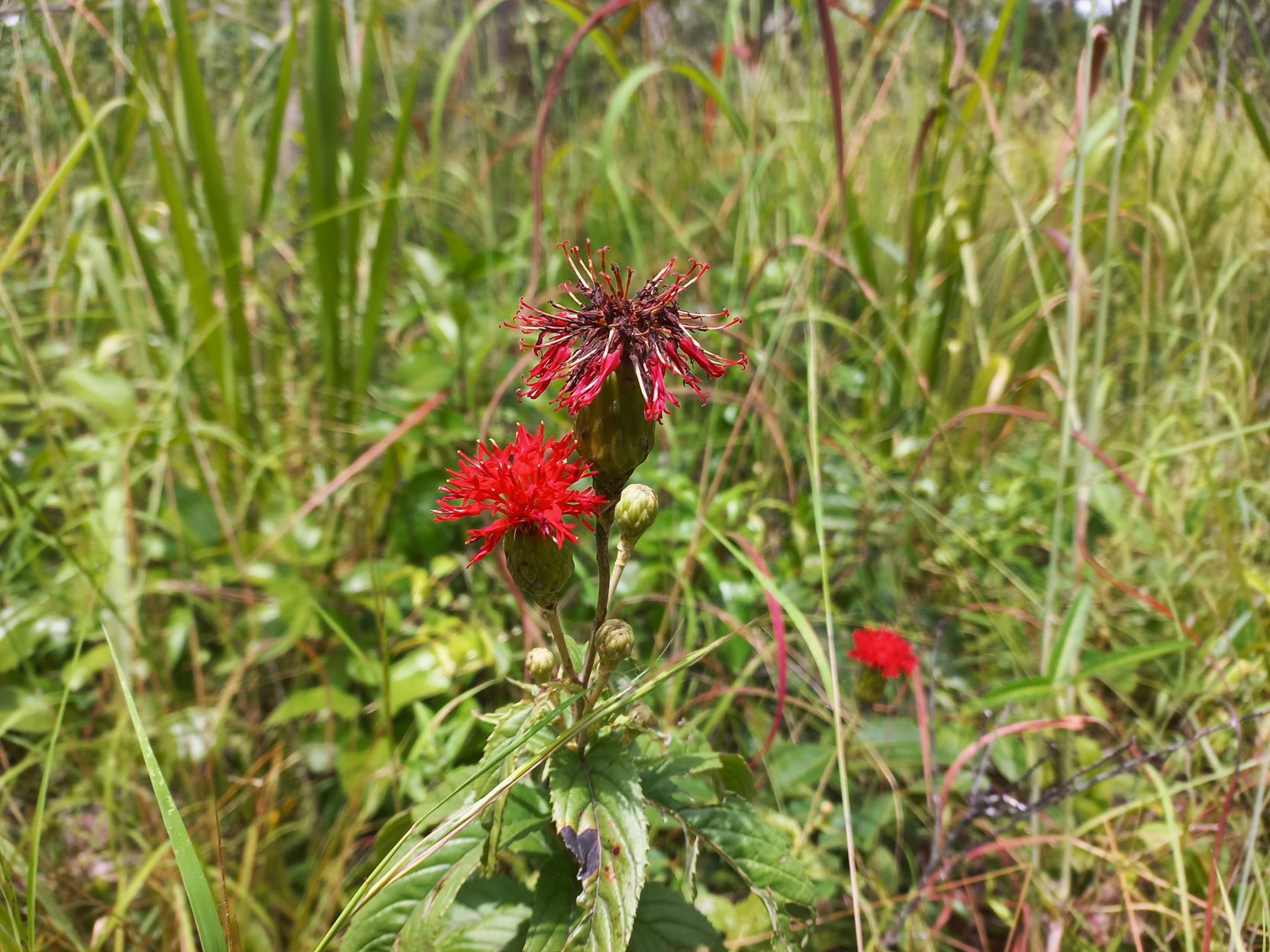 Pleiotaxis dewevrei Pleiotaxis dewevrei