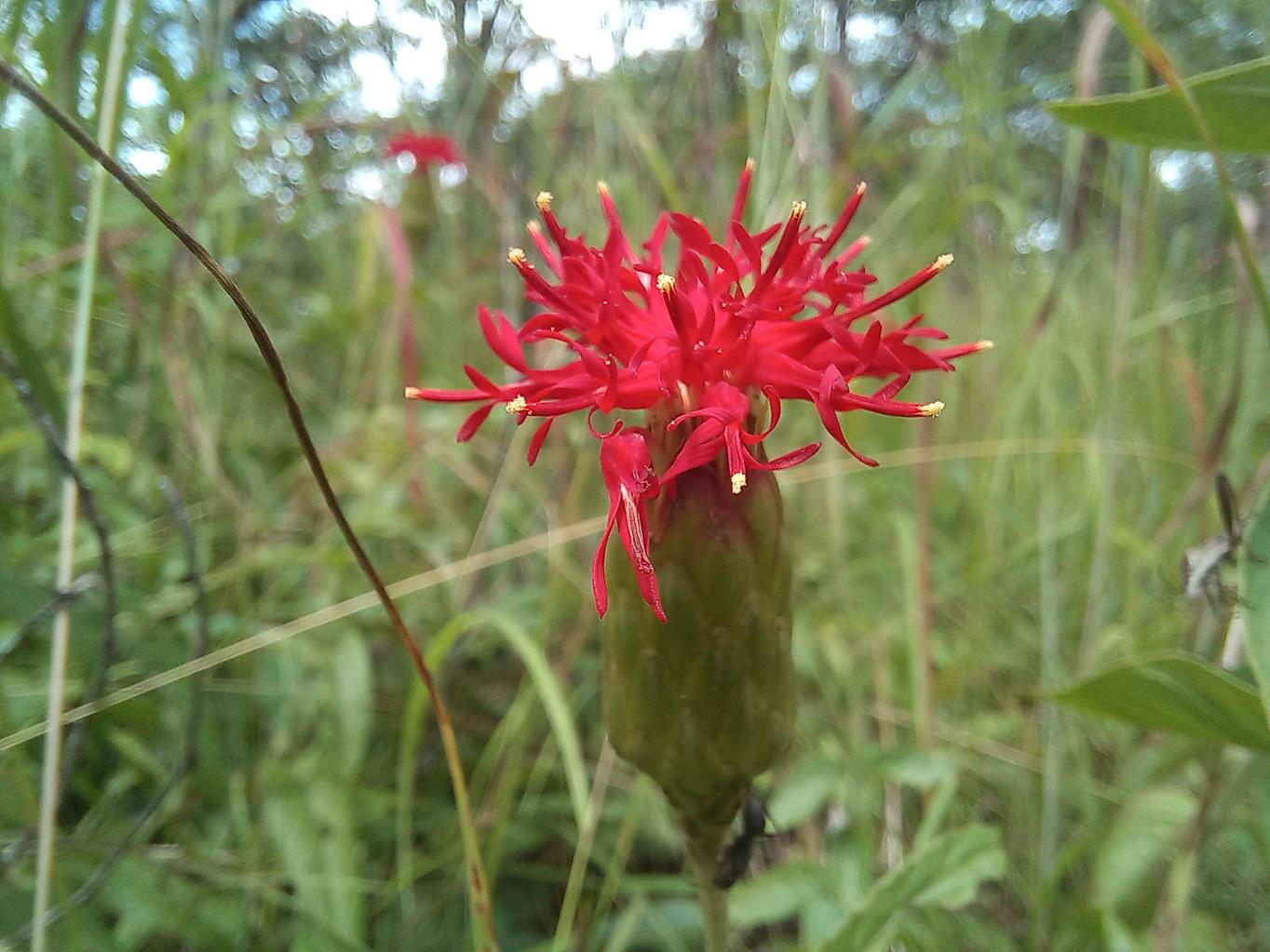 Pleiotaxis dewevrei Pleiotaxis dewevrei