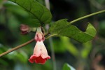 Sherbournia bignoniiflora var. bignoniiflora