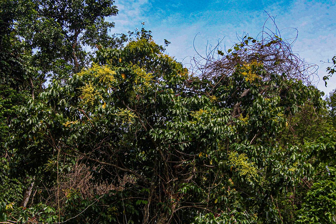 Pseudospondias microcarpa