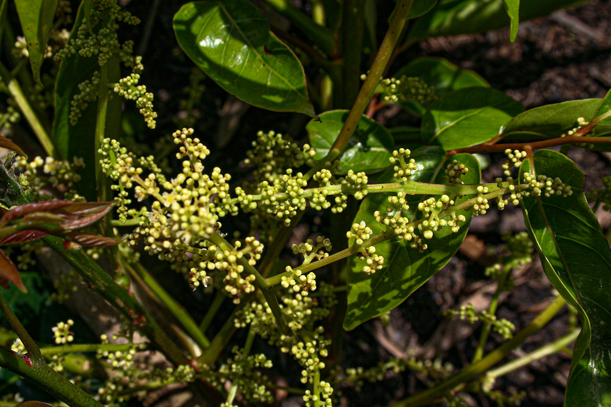 Pseudospondias microcarpa
