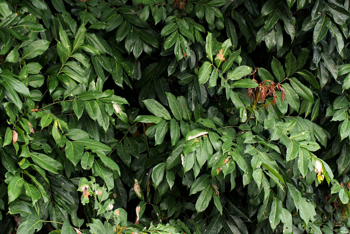 Pseudospondias microcarpa