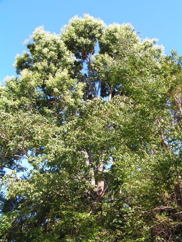 Pseudospondias microcarpa Pseudospondias microcarpa
