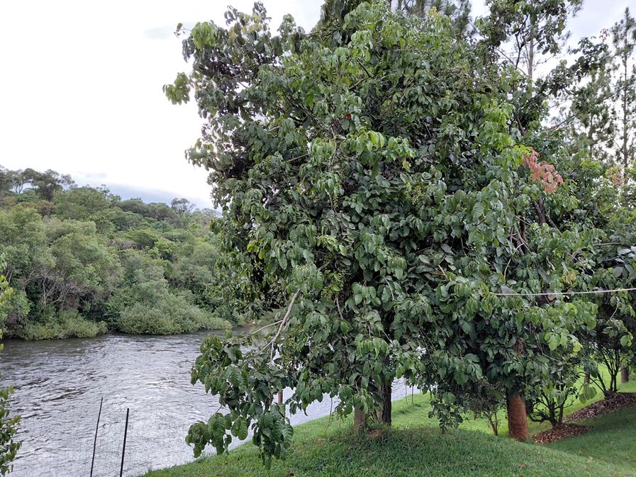 Pseudospondias microcarpa
