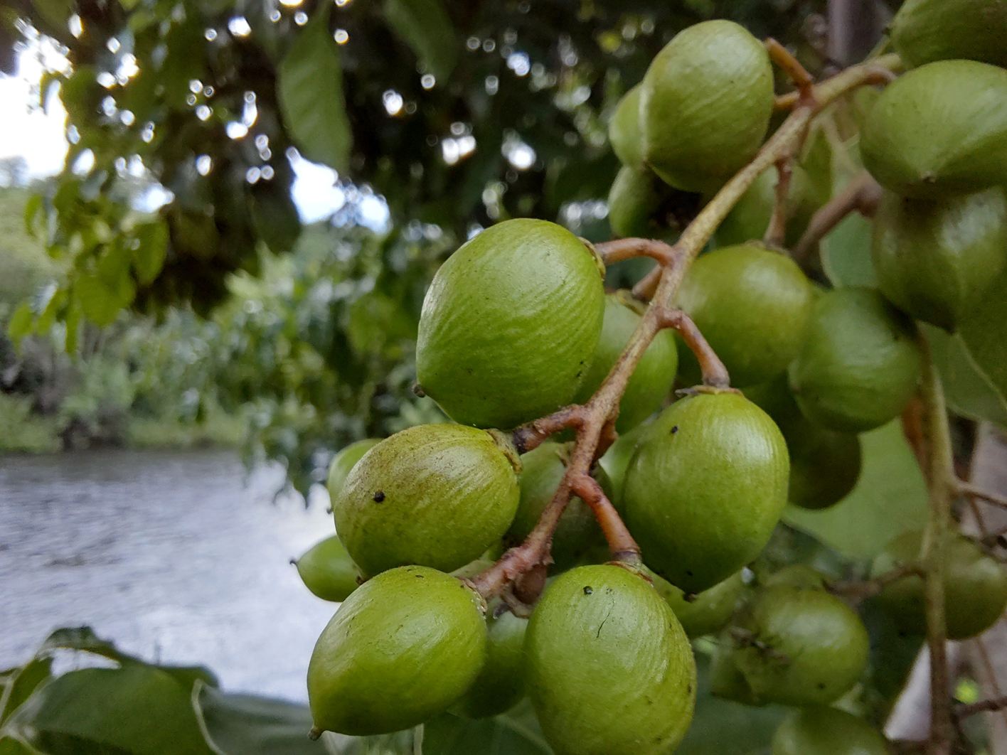 Pseudospondias microcarpa
