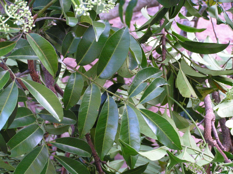Pseudospondias microcarpa