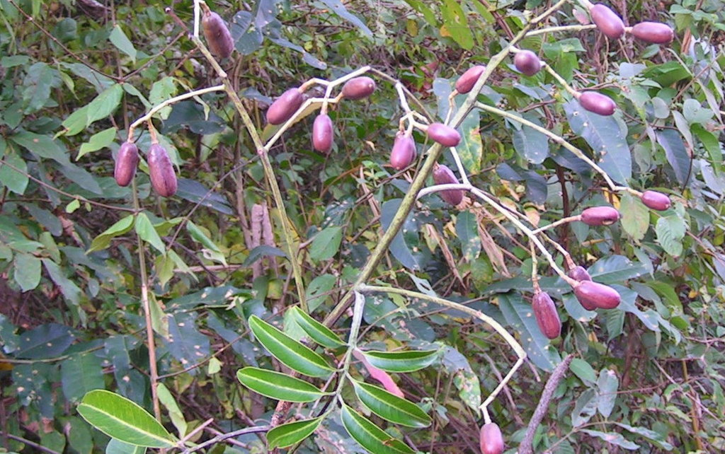 Pseudospondias microcarpa Pseudospondias microcarpa