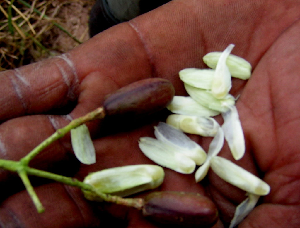 Pseudospondias microcarpa Pseudospondias microcarpa