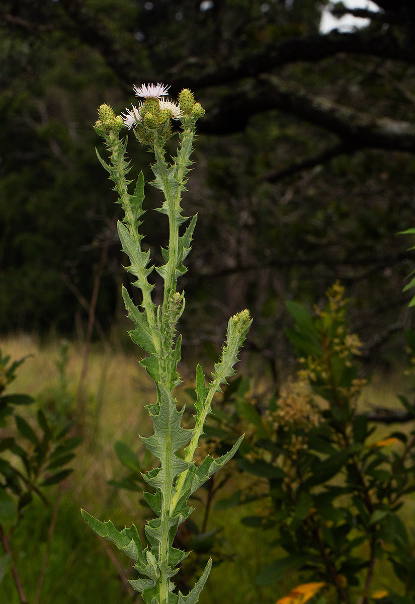 Cirsium  buchwaldii