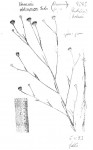 Vernonia chloropappa