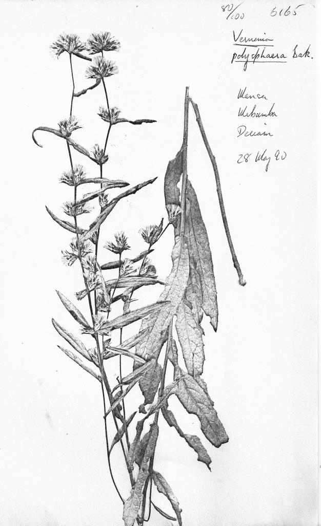 Vernonia polysphaera