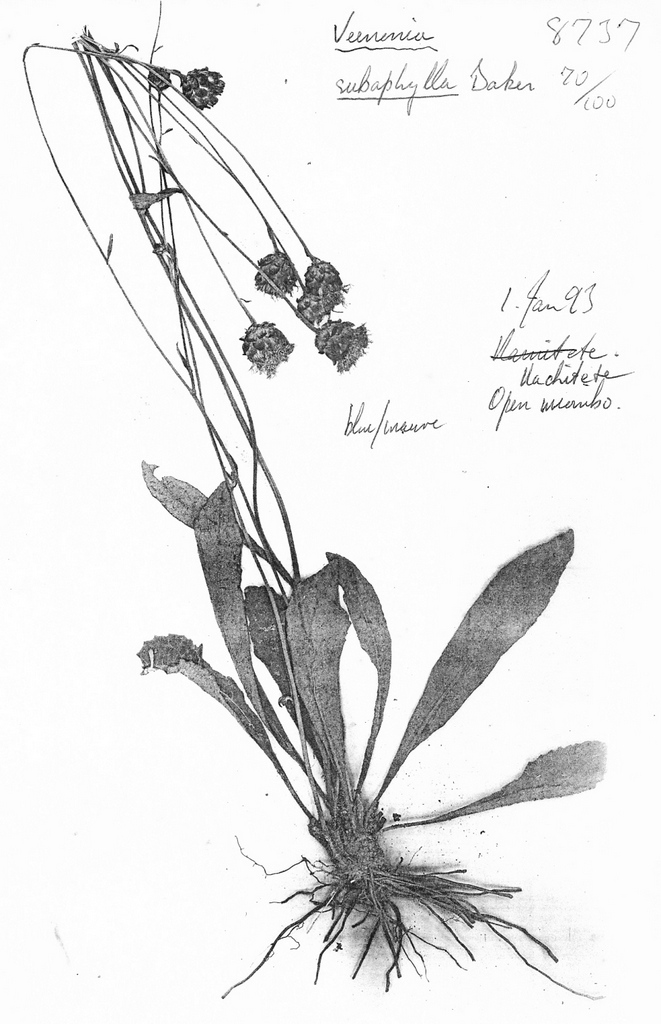 Vernonia subaphylla