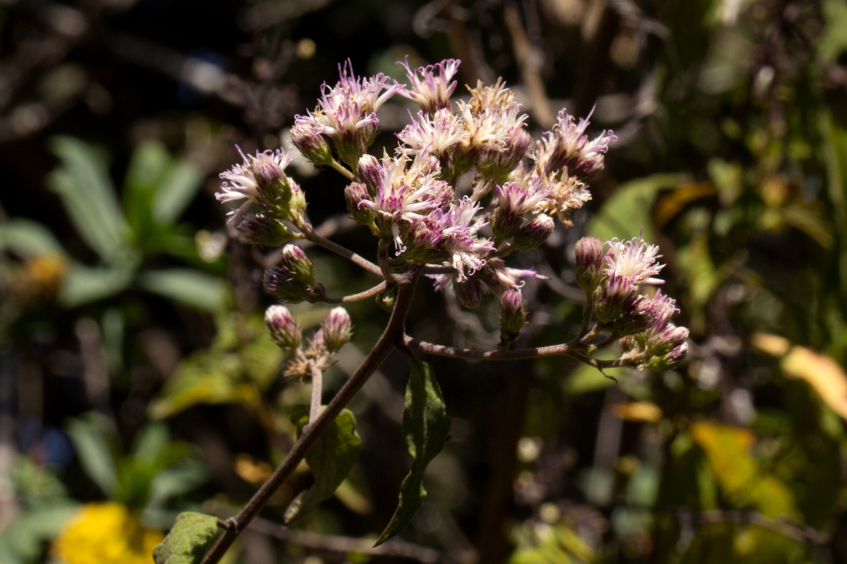 Vernonia syringifolia