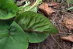 Lactuca calophylla