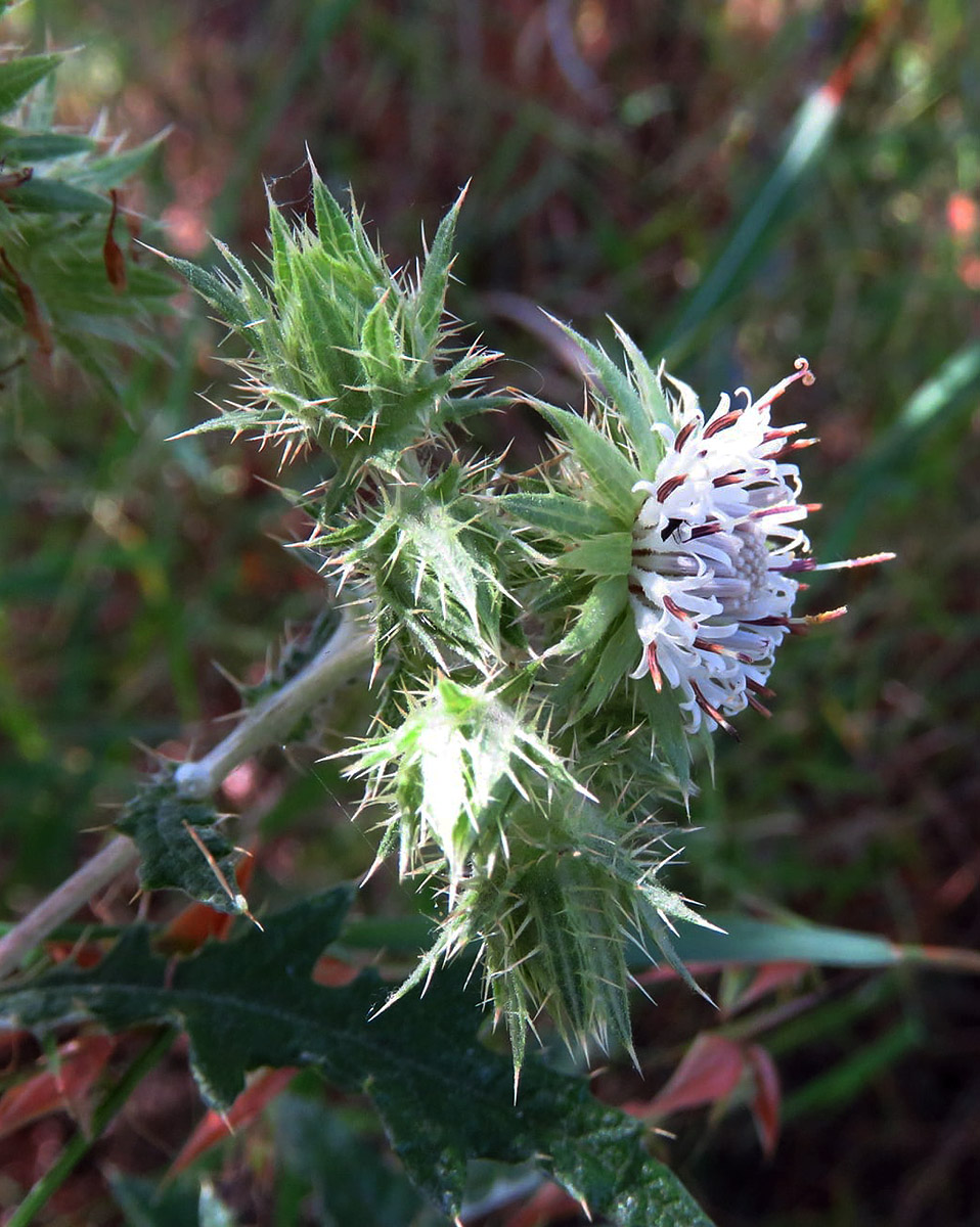 Berkheya bipinnatifida subsp. echinopsoides var. echinopsoides