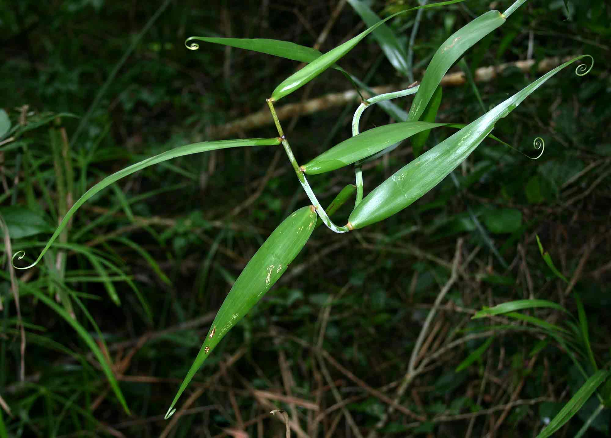 Flagellaria guineensis