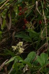 Flagellaria guineensis