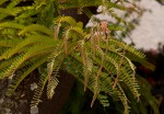 Cassia ferruginea
