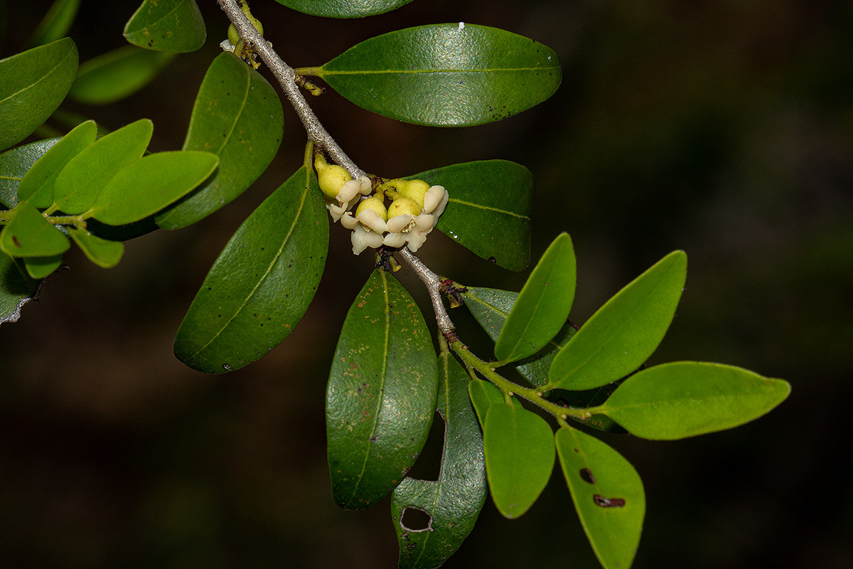 Diospyros natalensis subsp. natalensis