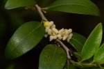 Diospyros natalensis subsp. natalensis