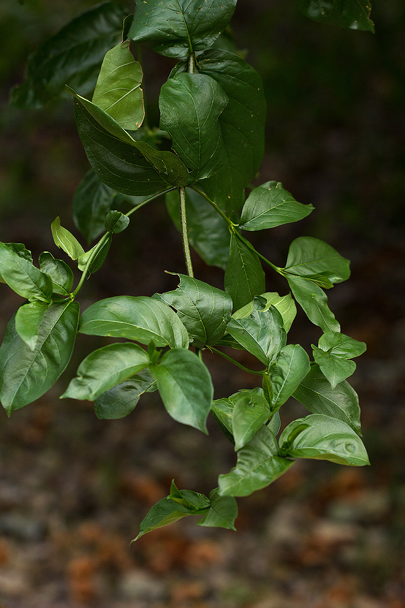 Vangueria cyanescens