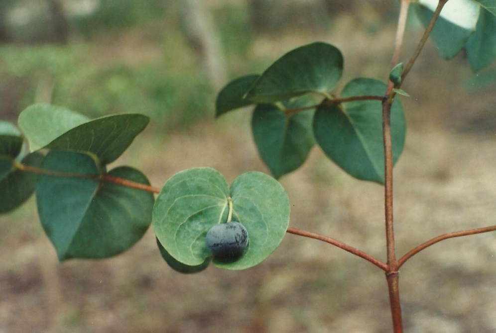 Rytigynia orbicularis