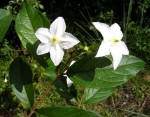 Heinsia crinita subsp. crinita