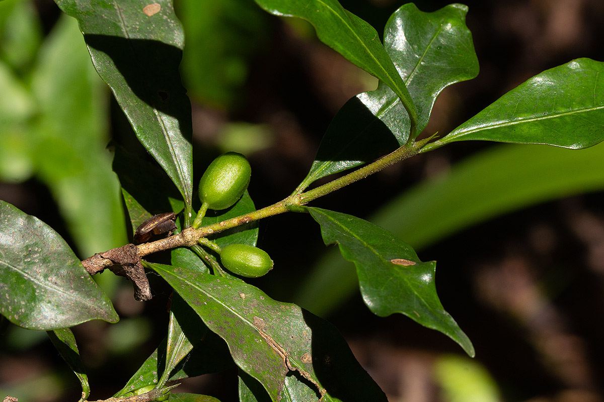 Coffea mufindiensis subsp. lundaziensis
