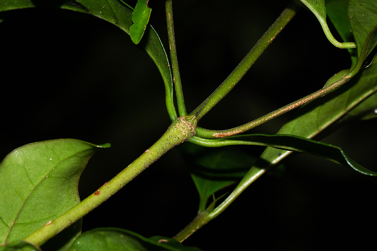 Coffea mufindiensis subsp. lundaziensis