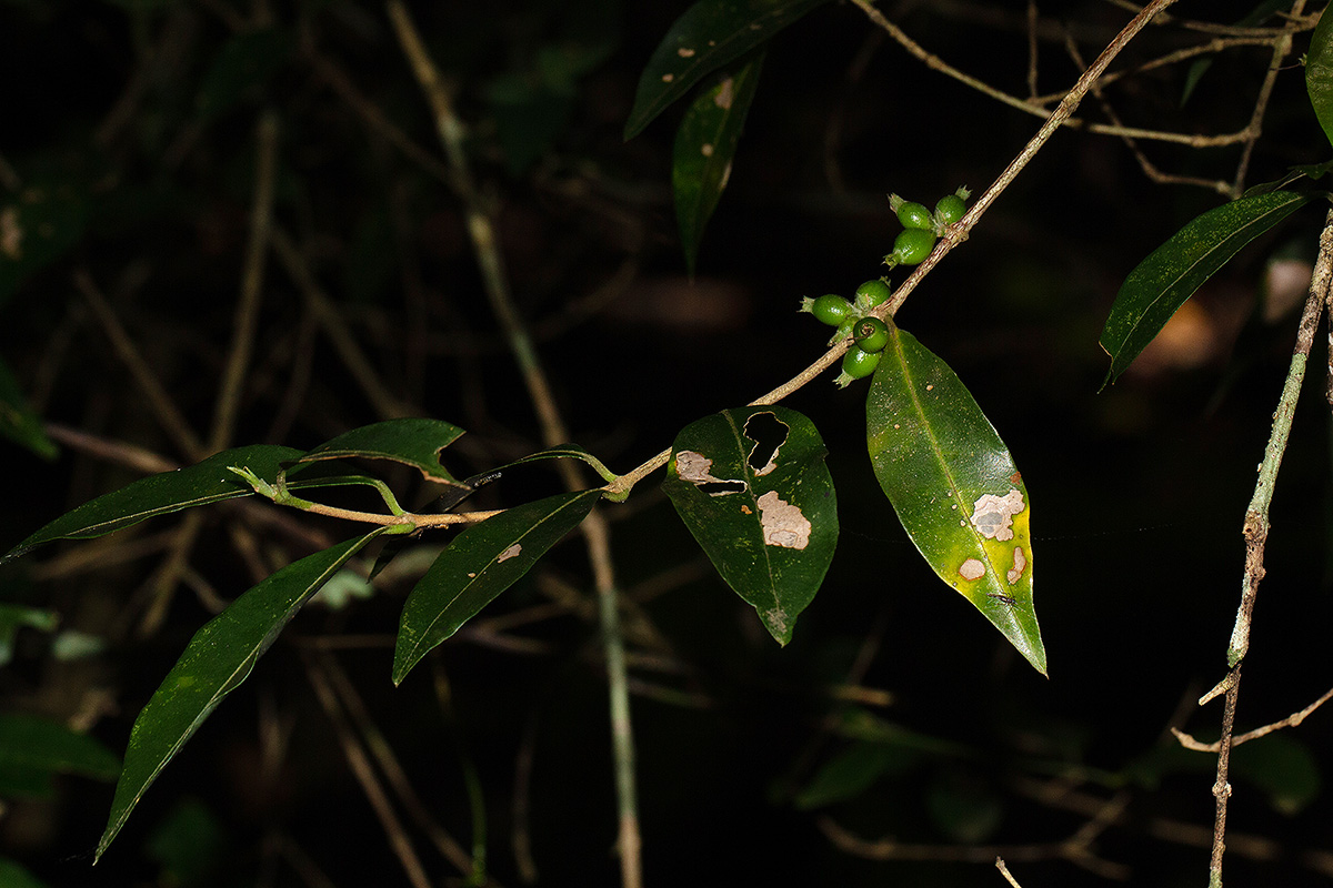 Tricalysia verdcourtiana