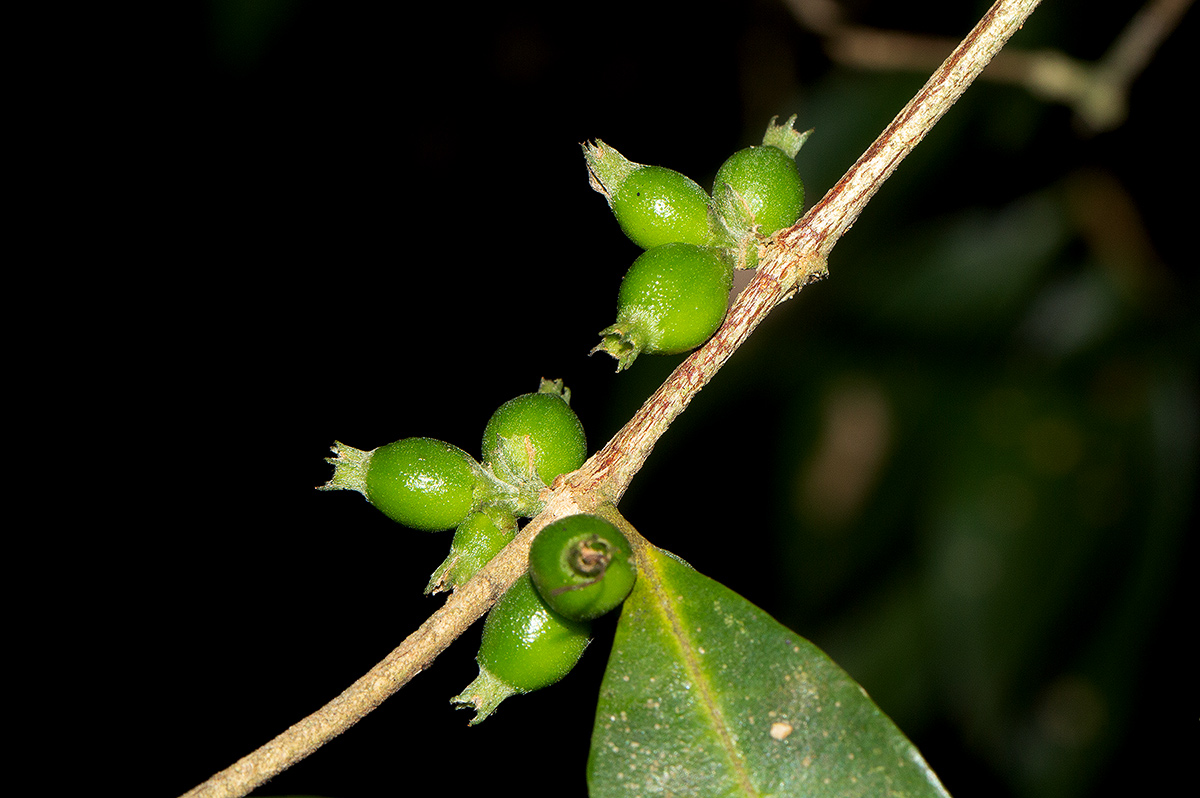 Tricalysia verdcourtiana