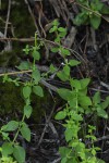 Congolanthus longidens