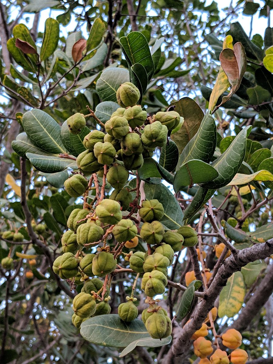 Cupaniopsis anacardioides Cupaniopsis anacardioides